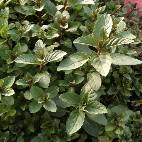 Menthe glaciale