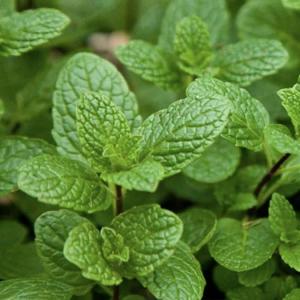Menthe mystère