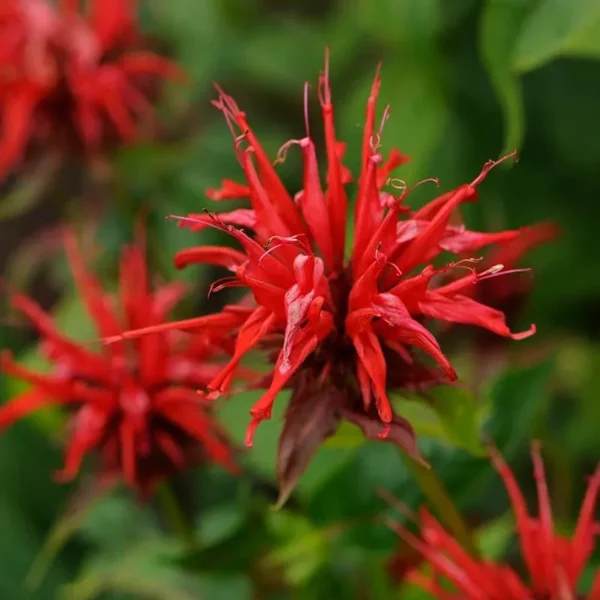 Monarde Jacob Cline